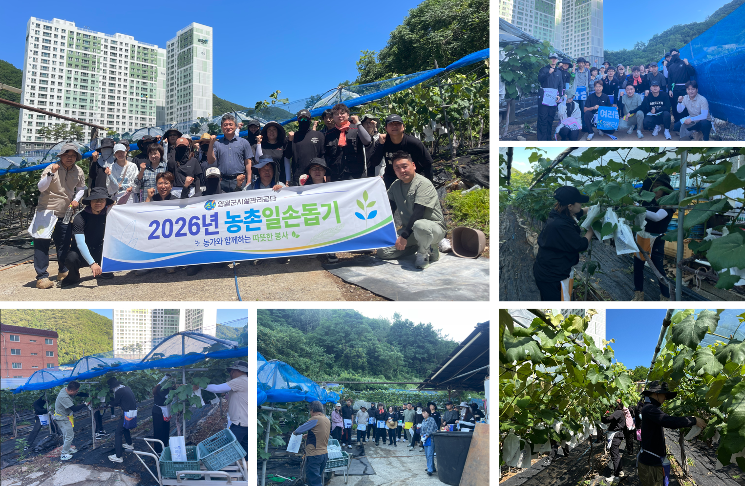 2026년 농가 일손돕기 봉사활동 이미지